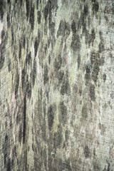 Obraz premium close up board wood grain with mold growth causing variety of colors green, brown, tan, background, wallpaper, copy space