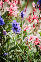 Purple Lavender and pink gaura 