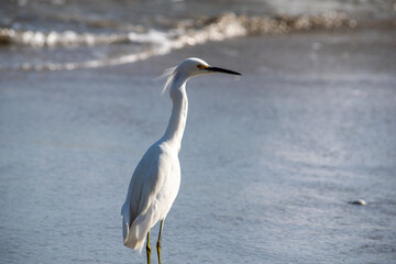 Snowy egret at the Pacific Ocean (Chile)