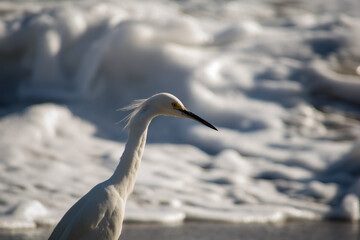 Snowy egret at the Pacific Ocean (Chile)