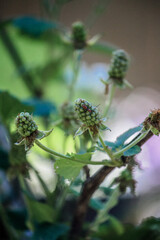 Producing blackberry plant in late spring - early summer  