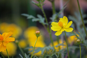 Fototapeta premium Wildflowers sprouting from the Earth 