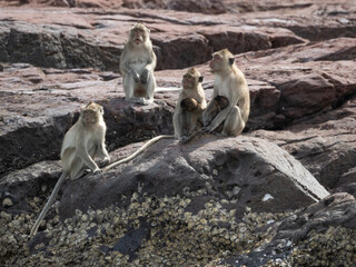 Fototapeta premium Monkeys on Ko Klet Kaeo (or Monkey Island), Pattaya, Thailand