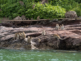 Monkeys on Ko Klet Kaeo (or Monkey Island), Pattaya, Thailand