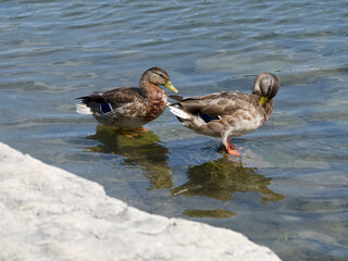 Duck Standing With His Friend