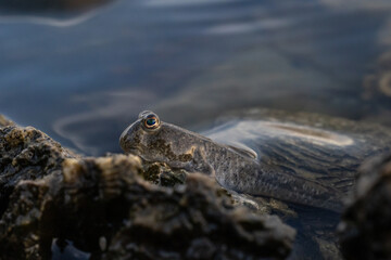 mudskipper on the rock