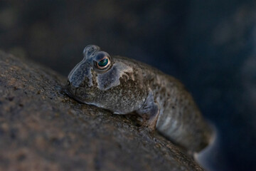mudskipper on the rock