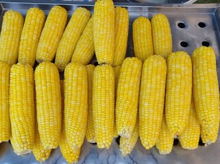 cooked yellow corn lined up on a tray