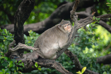 A macaque is sitting in a tree and looks at the camera.