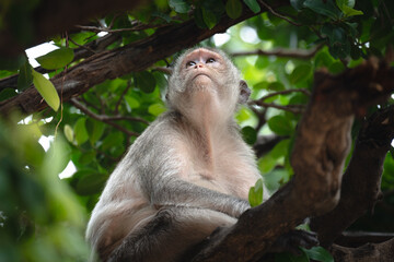 A macaque is sitting on a tree and looking alway
