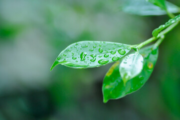 banyan tree or Ficus annulata or ficus bengalensis and rain drop