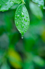Fototapeta premium banyan tree or Ficus annulata or ficus bengalensis and rain drop