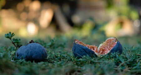 Broken fig fruit in the home garden. Reddish sweet flesh. Copy space.
