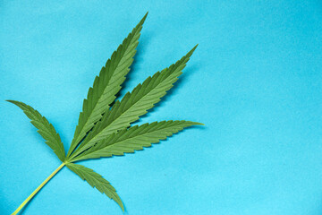 Close up green fresh cannabis leaf on a blue background