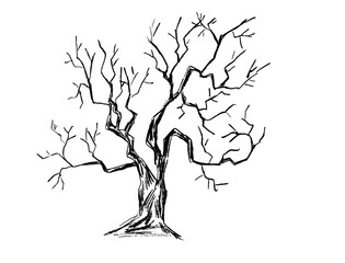 White trees with bare branches on a black background