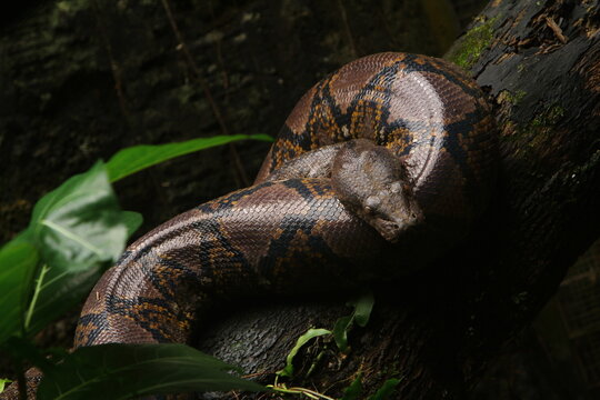 snake in a tree