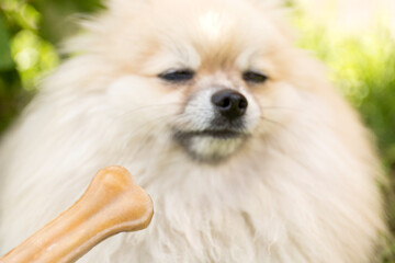 Treats for animals. Picky dog refuses to eat. Bone on blur background.