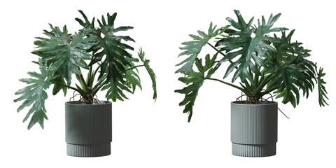 Split leaf philodendron or Monstera deliciosa in a plant pot isolated on  transparent background, minimal and scandinavian style,Realistic 3D render, © background photo
