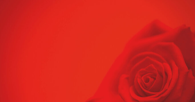 Image of single red rose moving, with copy space on red background