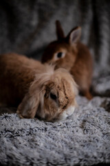 lapins