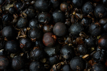 Close up Caryota urens seed background. Selective focus on natural low light. Low key photography style.