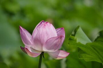 ハス 蓮 pink lotus flower