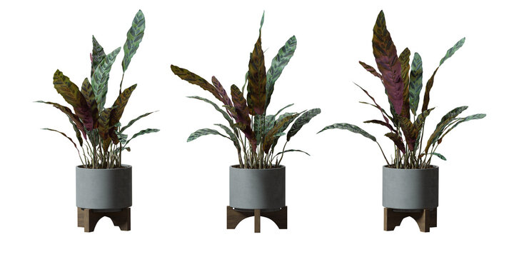 Rattlesnake Plant in a plant pot isolated on  transparent background, minimal and scandinavian style,Realistic 3D render