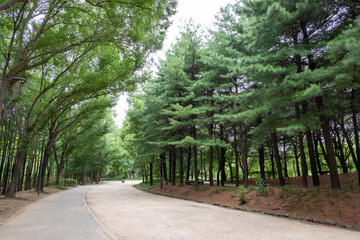 Walking path with tree along the way. Seoul Forest in Seoul, South Korea.