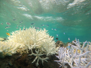 Naklejka na ściany i meble サンゴの白化現象。きれいなサンゴに群れる魚