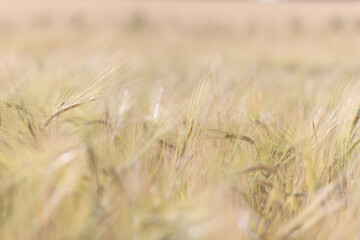 grain harvest background crisis farming