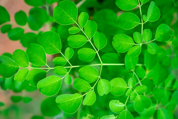 moringa leaves for background