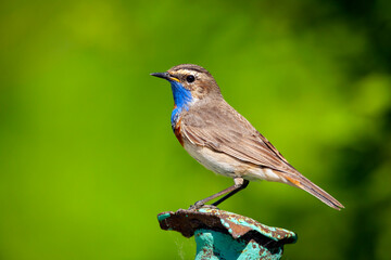 The bluethroat  is a small passerine bird ..Birds of Central Russia.