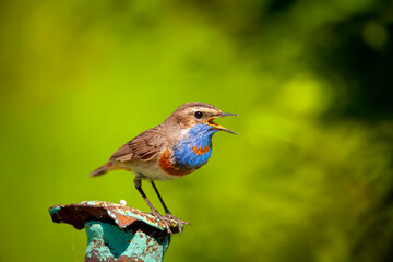 Obraz premium The bluethroat is a small passerine bird ..Birds of Central Russia.