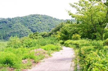 Fototapeta na wymiar 自然の中の緑の散歩道