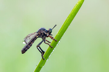 The Asilidae are the robber fly family, also called assassin flies.