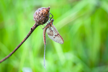 Ephemera vulgata is a species of mayfly in the genus Ephemera. This mayfly breeds in stationary water in slow rivers and in ponds, the nymphs developing in the mud.