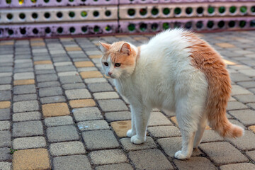 White cat breed (Turkish van) close-up walks on the street.