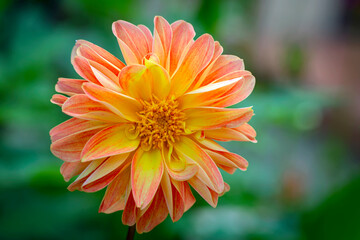 The head of a garden flower in close-up.