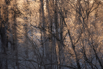 朝日に照らされる木