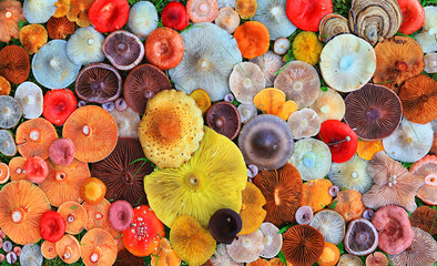 abstract background texture of very, many different mushrooms, inverted multicolored mushroom caps...