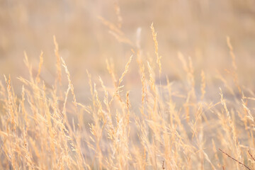 Fototapeta premium dry grass sun rays background wind nature landscape freedom