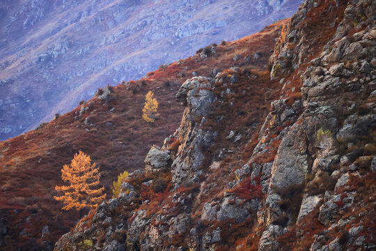 lonely yellow larch, tree autumn mountain landscape
