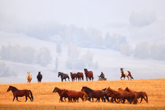 horses running across the steppe, dynamic freedom herd
