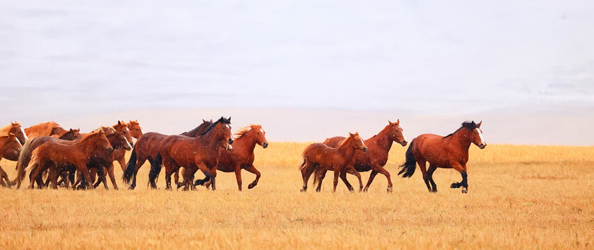 horses running across the steppe, dynamic freedom herd