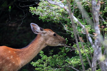 ホンシュウジカ