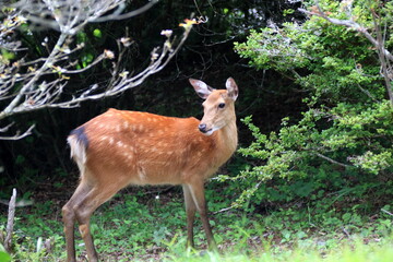 ホンシュウジカ
