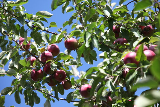 Reife Äpfel am Baum in der Erntezeit, Apfelsorte "Lobo" (Malus Lobo)
