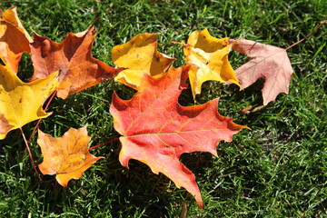 Ahornblätter im Herbst