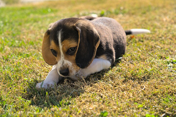 Two months old beagle puppy playing in the park