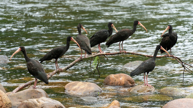 Bando de aves  tapicurus no meio de um rio